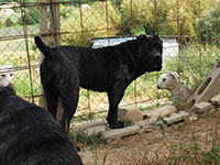 cane corso brindle